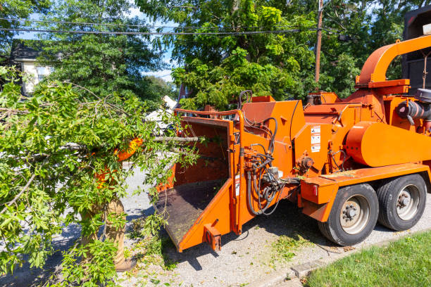 Best Best Tree Removal Services  in Altamonte Springs, FL